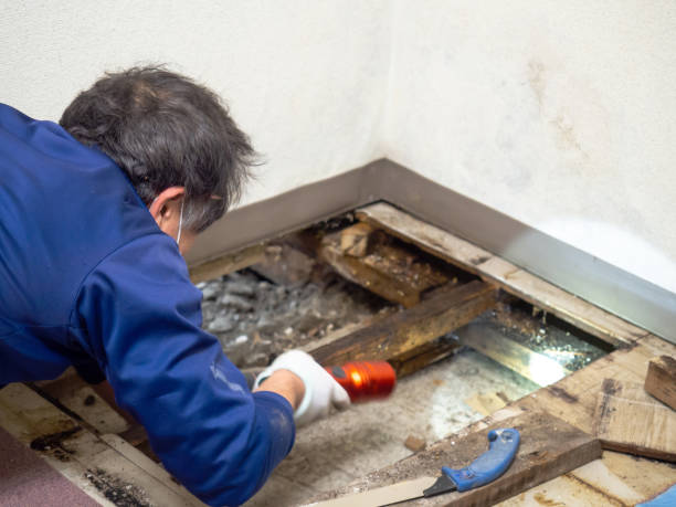 Mold Remediation for Specific Building Types